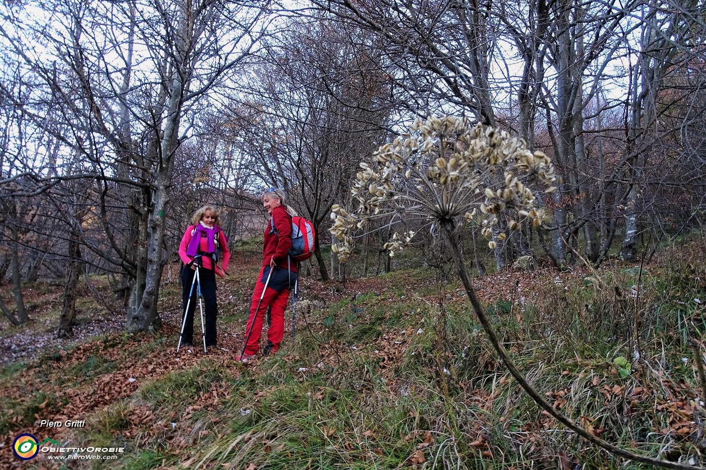16 Nel bosco di faggi e  carpini neri.JPG